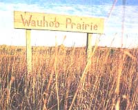 
Wauhob Prairie is one of the Land Institute plots devoted to prairie perrenials.
